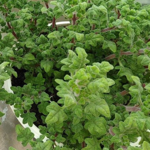 Migrénovník-(Iboza species tetradenia L.) / živá bylinka, rastlinka v kvetináči