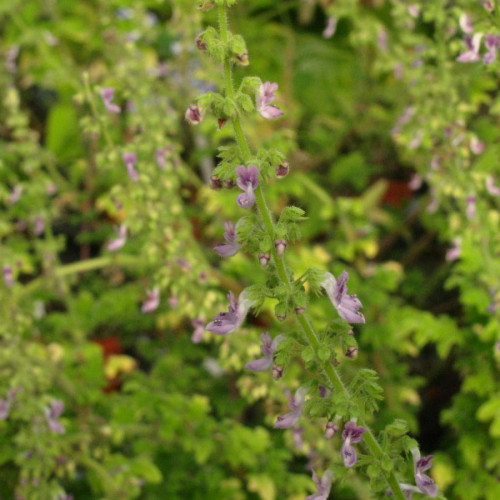 Migrénovník-(Iboza species tetradenia L.) / živá bylinka, rastlinka v kvetináči