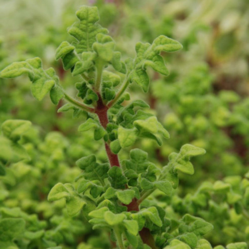 Migrénovník-(Iboza species tetradenia L.) / živá bylinka, rastlinka v kvetináči