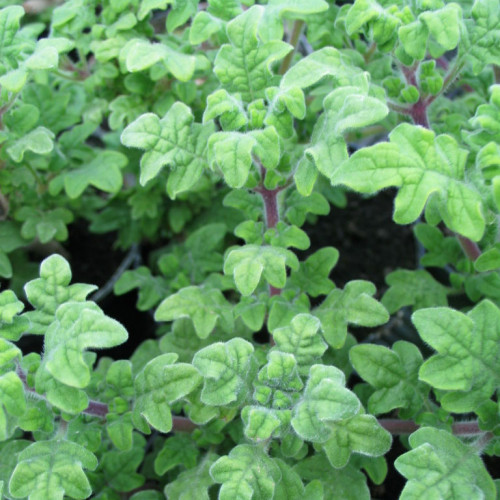 Migrénovník-(Iboza species tetradenia L.) / živá bylinka, rastlinka v kvetináči