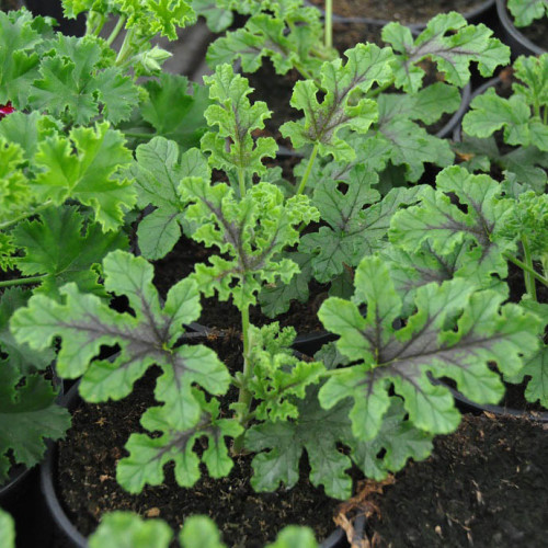 Muškát borovicový, s vôňou borovice- pinus-(Pelargonium odoratissimum Pinus) / živá bylinka, rastlinka v kvetináči