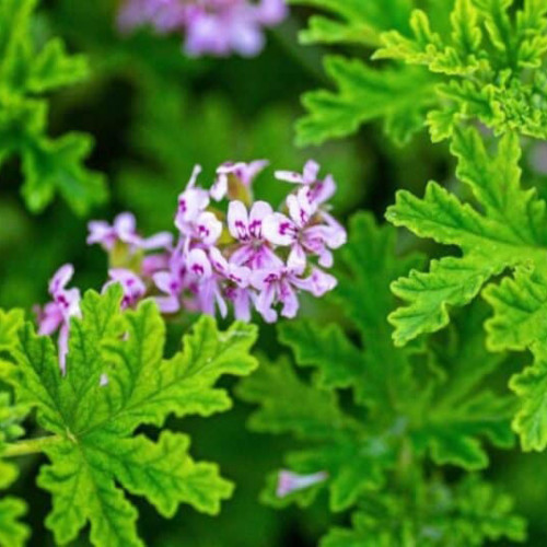 Muškát citrónový KLASIK – proti komárom,  ( Pelargonium crispum 'Lemon' L., Pelargonium citrosum L. )