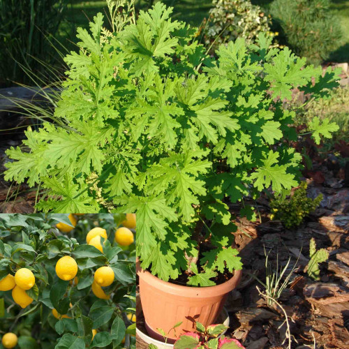 Muškát citrónový KLASIK – proti komárom,  ( Pelargonium crispum 'Lemon' L., Pelargonium citrosum L. )