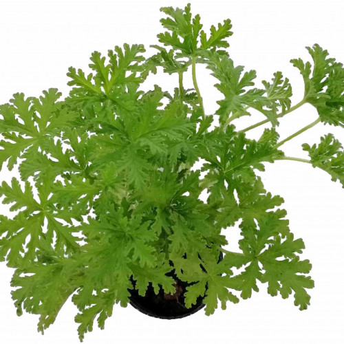 Muškát citrónový KLASIK – proti komárom,  ( Pelargonium crispum 'Lemon' L., Pelargonium citrosum L. )