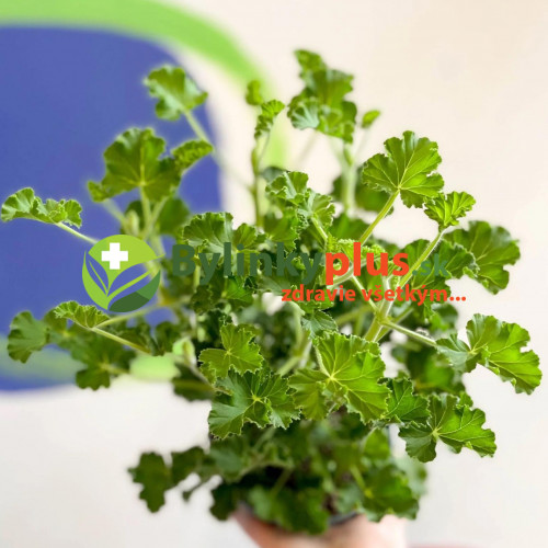 Muškát voňavý „Cola“, muškát s vôňou koly - (Pelargonium odoratissimum 'Cola' L.) / živá rastlinka v kvetináči