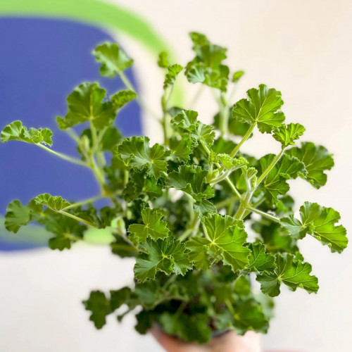 Muškát voňavý „Cola“, muškát s vôňou koly - (Pelargonium odoratissimum 'Cola' L.) / živá rastlinka v kvetináči
