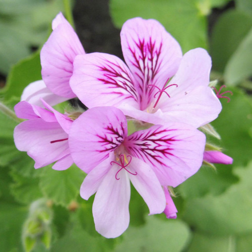 Muškát voňavý „Cola“, muškát s vôňou koly - (Pelargonium odoratissimum 'Cola' L.) / živá rastlinka v kvetináči