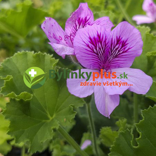 Muškát voňavý „Cola“, muškát s vôňou koly - (Pelargonium odoratissimum 'Cola' L.) / živá rastlinka v kvetináči