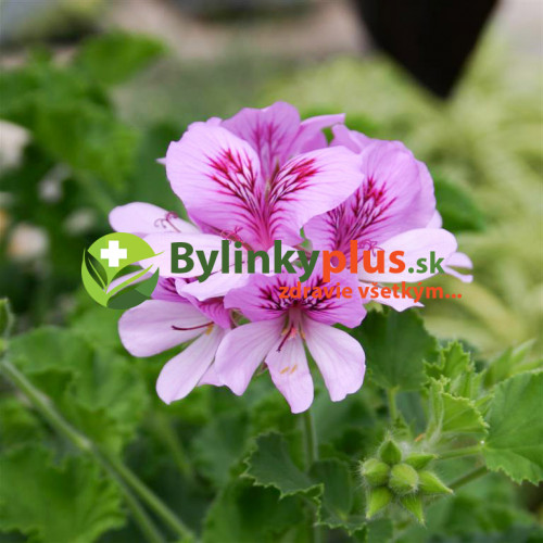 Muškát voňavý „Cola“, muškát s vôňou koly - (Pelargonium odoratissimum 'Cola' L.) / živá rastlinka v kvetináči