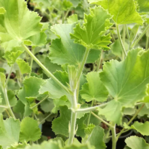 Muškát voňavý „Cola“, muškát s vôňou koly - (Pelargonium odoratissimum 'Cola' L.) / živá rastlinka v kvetináči