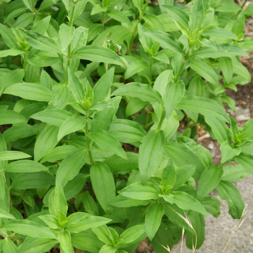 Mydlica lekárska – (Saponaria officinalis L.)