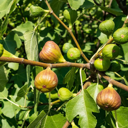 Figovník obyčajný (Ficus carica, L.)  "NO NAME" / rastlina v kvetináči.