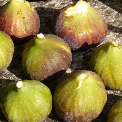 Figovník obyčajný (Ficus carica, L.)  "NO NAME" / rastlina v kvetináči.