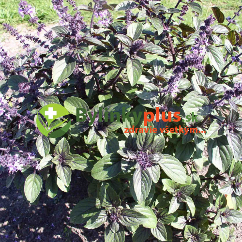 Bazalka vytrvalá -  Ocimum " African Blue" / živá rastlinka v kvetináči