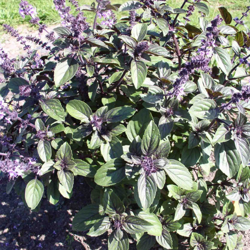 Bazalka vytrvalá -  Ocimum " African Blue" / živá rastlinka v kvetináči
