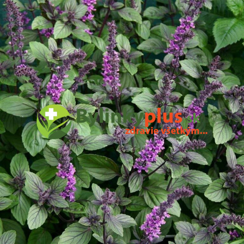 Bazalka vytrvalá -  Ocimum " African Blue" / živá rastlinka v kvetináči