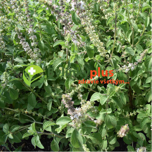 Bazalka vytrvalá-Ocimum "kilimandscharicum" / živá rastlinka v kvetináči