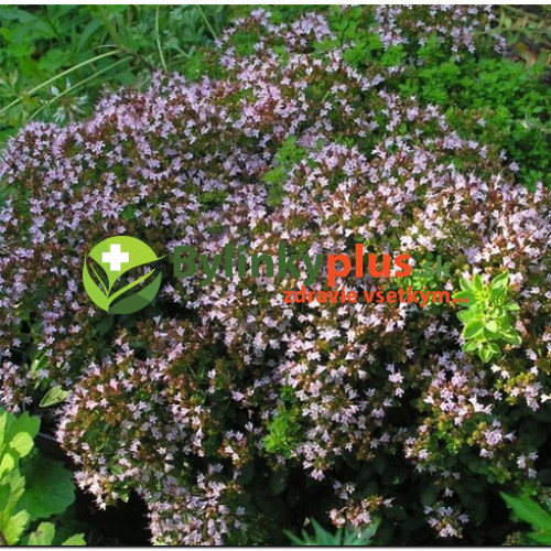 Oregáno–(Origanum vulgare L.) odroda "Diabolo"