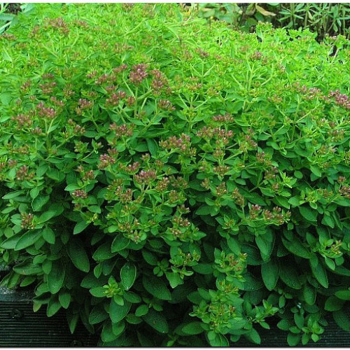 Oregáno–(Origanum vulgare L.) odroda "Diabolo"