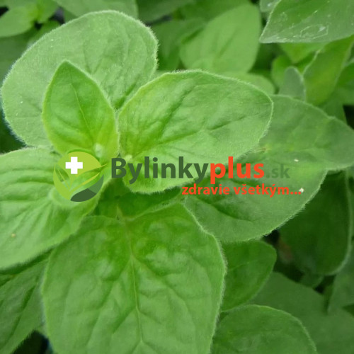 Majoránka vytrvalá - (Origanum x majoricum L.) / Živá rastlinka v kvetináči