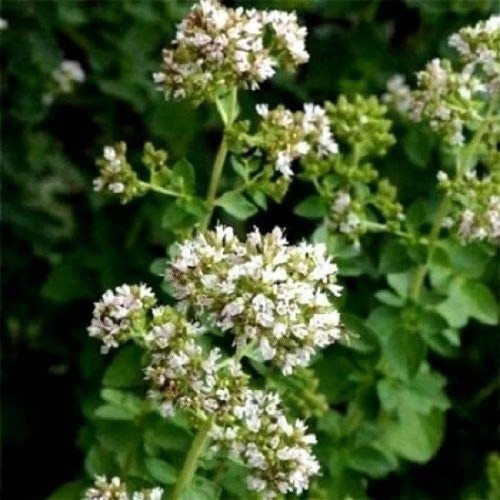 Majoránka vytrvalá - (Origanum x majoricum L.) / Živá rastlinka v kvetináči