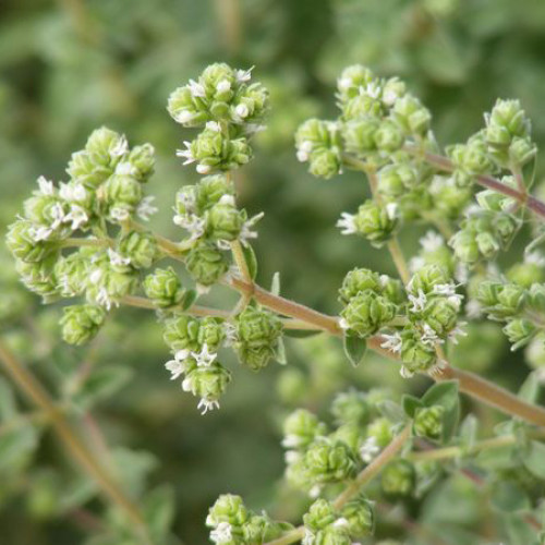 Majoránka vytrvalá - (Origanum x majoricum L.) / Živá rastlinka v kvetináči
