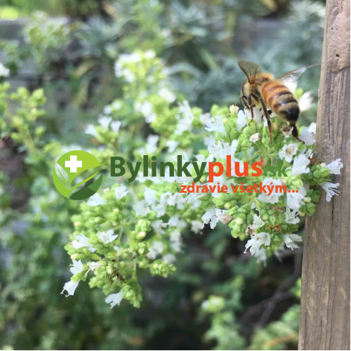 Majoránka vytrvalá - (Origanum x majoricum L.) / Živá rastlinka v kvetináči