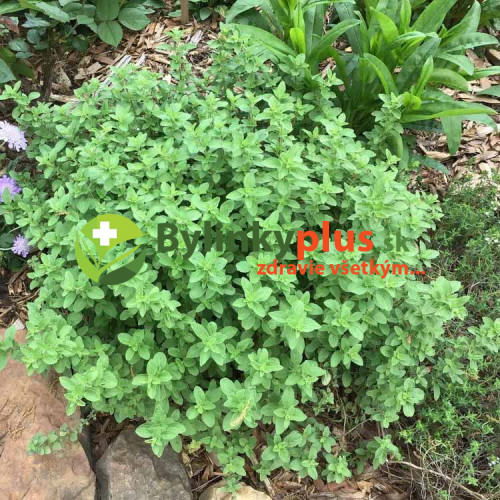 Majoránka vytrvalá - (Origanum x majoricum L.) / Živá rastlinka v kvetináči