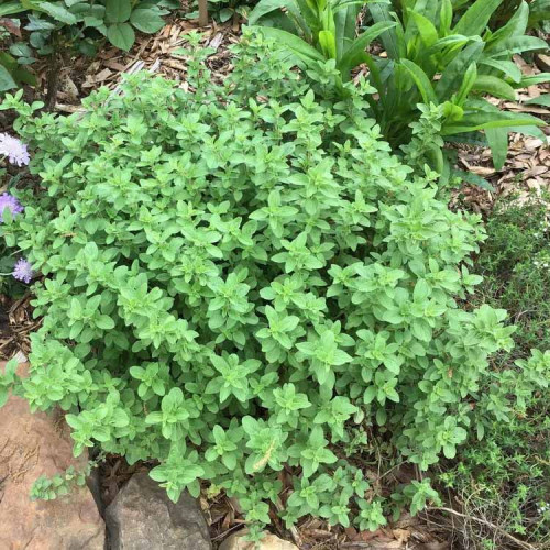 Majoránka vytrvalá - (Origanum x majoricum L.) / Živá rastlinka v kvetináči