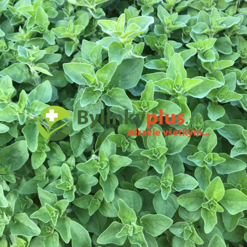 Majoránka vytrvalá - (Origanum x majoricum L.) / Živá rastlinka v kvetináči