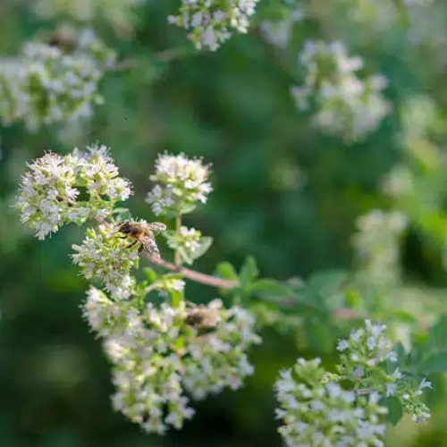 Majoránka vytrvalá - (Origanum x majoricum L.) / Živá rastlinka v kvetináči