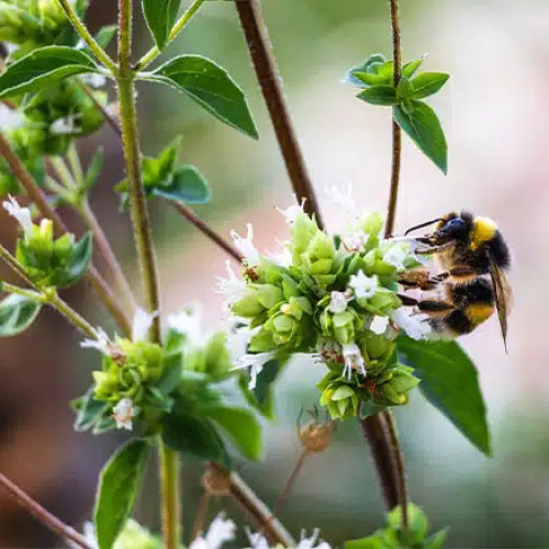 Majoránka vytrvalá - (Origanum x majoricum L.) / Živá rastlinka v kvetináči