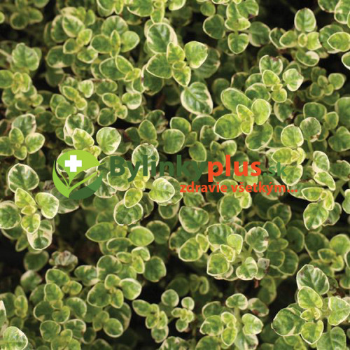 Oregáno panašované - (Origanum vulgare variegata L.) / živá rastlinka, bylinka v kvetináči
