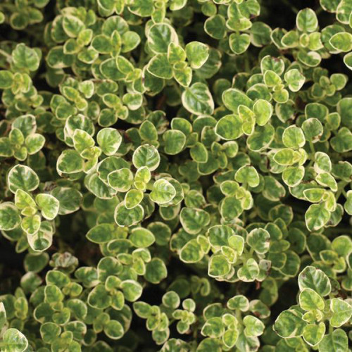 Oregáno panašované - (Origanum vulgare variegata L.) / živá rastlinka, bylinka v kvetináči