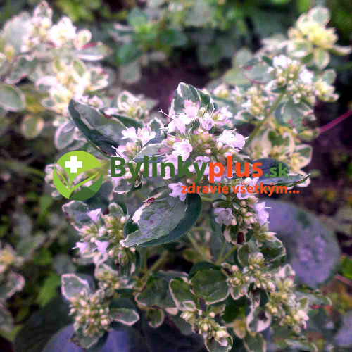 Oregáno panašované - (Origanum vulgare variegata L.) / živá rastlinka, bylinka v kvetináči