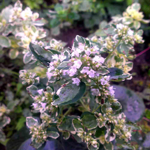 Oregáno PANAŠOVANÉ - (Origanum vulgare variegata L.) / živá bylinka, rastlinka v kvetináči