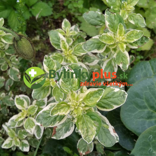Oregáno panašované - (Origanum vulgare variegata L.) / živá rastlinka, bylinka v kvetináči