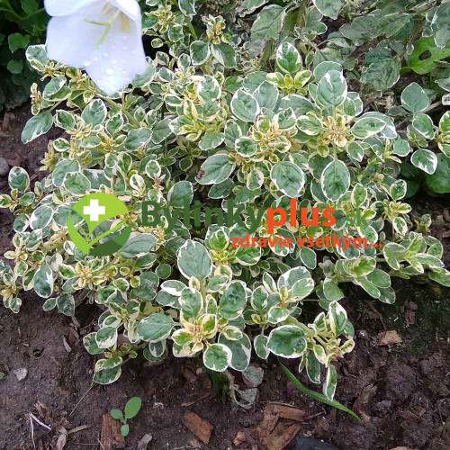 Oregáno panašované - (Origanum vulgare variegata L.) / živá rastlinka, bylinka v kvetináči