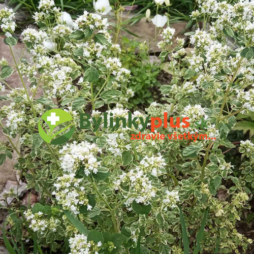 Oregáno panašované - (Origanum vulgare variegata L.) / živá rastlinka, bylinka v kvetináči
