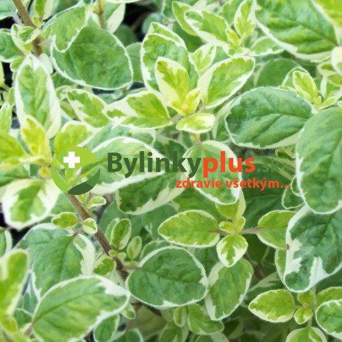 Oregáno panašované - (Origanum vulgare variegata L.) / živá rastlinka, bylinka v kvetináči