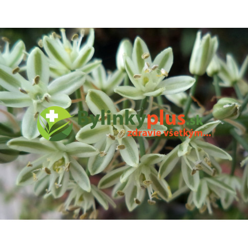 Morská cibuľa nepravá – (Ornithogalum longibracteatum L.) / rastlina v kvetináči