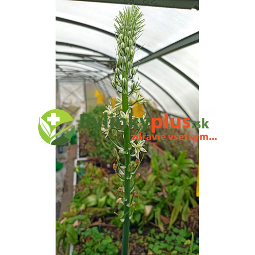 Morská cibuľa nepravá – (Ornithogalum longibracteatum L.) / rastlina v kvetináči