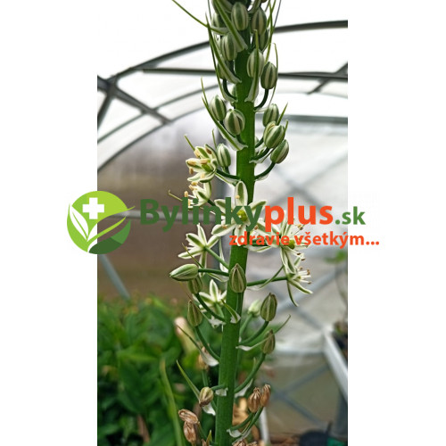 Morská cibuľa nepravá – (Ornithogalum longibracteatum L.) / rastlina v kvetináči