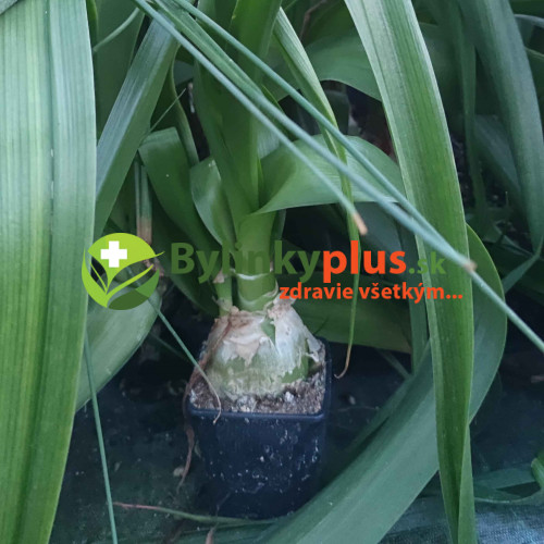 Morská cibuľa nepravá – (Ornithogalum longibracteatum L.) / rastlina v kvetináči