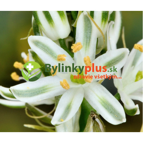 Morská cibuľa nepravá – (Ornithogalum longibracteatum L.) / rastlina v kvetináči