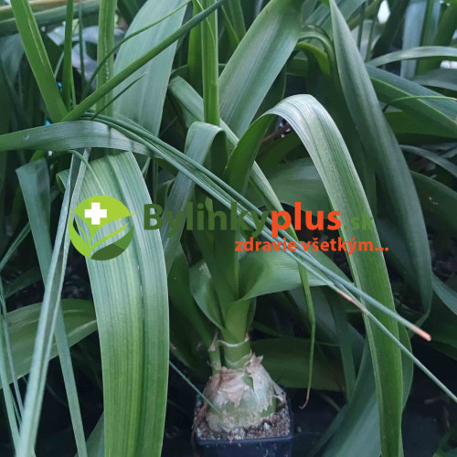 Morská cibuľa nepravá – (Ornithogalum longibracteatum L.) / rastlina v kvetináči