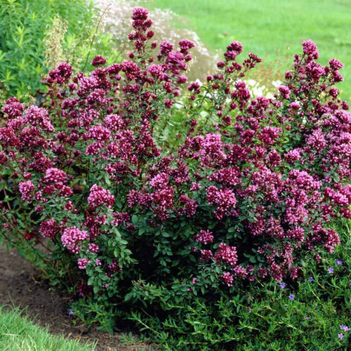 Pamajorán obyčajný-(Origanum vulgare L.)