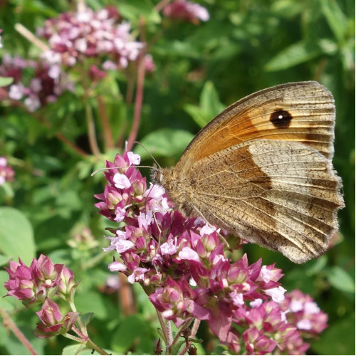 Pamajorán obyčajný-(Origanum vulgare L.) / živá bylinka, rastlinka v kvetináči