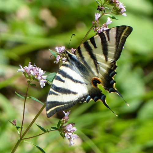 Pamajorán obyčajný-(Origanum vulgare L.) / živá bylinka, rastlinka v kvetináči