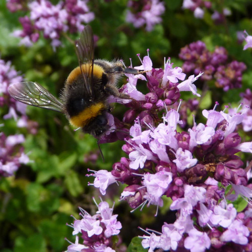 Pamajorán obyčajný-(Origanum vulgare L.) / živá bylinka, rastlinka v kvetináči